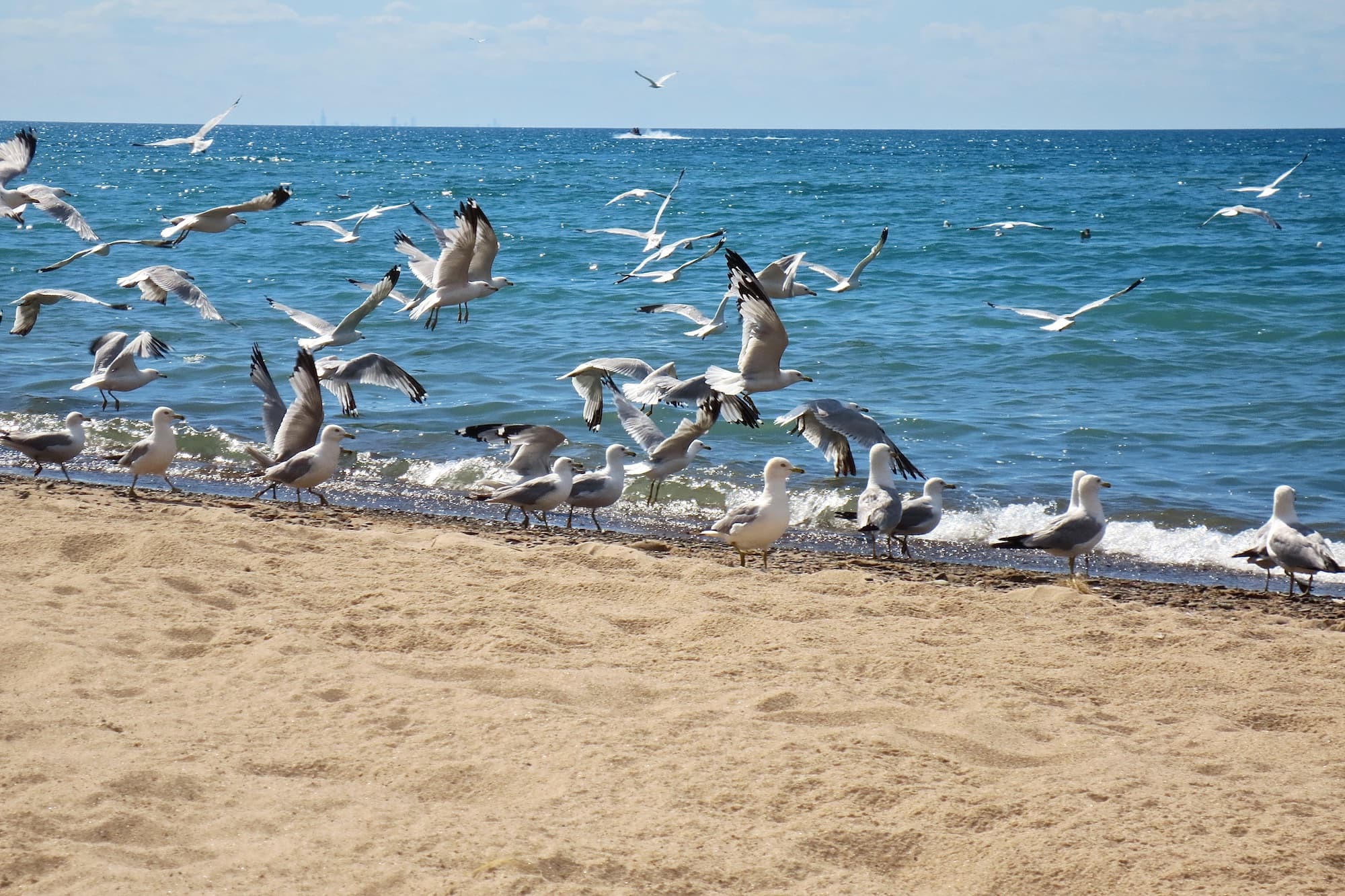 seagulls